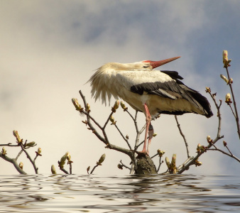 Bild-Nr: 9614202 Storch Erstellt von: Renate Knapp