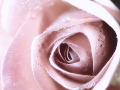 Bild-Nr: 9615084 pastel rose Erstellt von: Franz Bogner