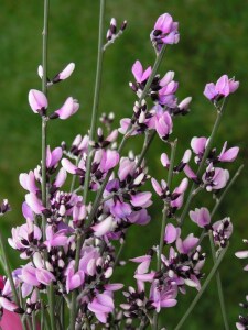 Bild-Nr: 9616654 Ginsterblüten Erstellt von: Renate Knapp