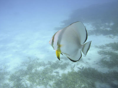 Bild-Nr: 9616930 Fledermausfisch Erstellt von: micha34