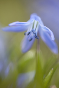 Bild-Nr: 9618086 Blausternchen Erstellt von: Wachtelstein