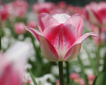 Bild-Nr: 9618142 Tulpe Erstellt von: Stupsi