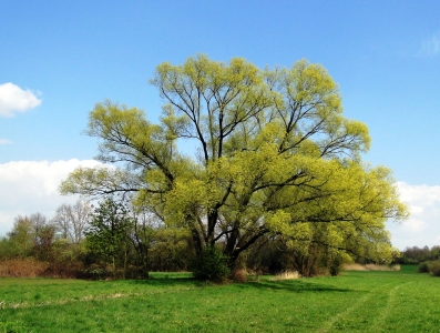 Bild-Nr: 9618706 Baum im Frühling Erstellt von: Renate Knapp