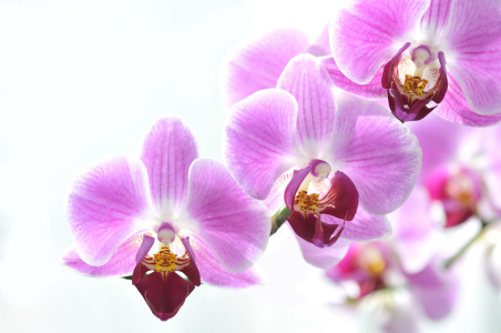 Bild-Nr: 9621500 Beautiful orchid Erstellt von: suteracher