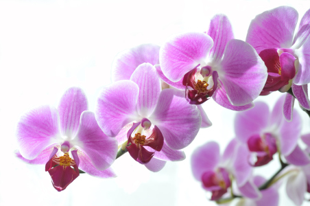 Bild-Nr: 9621514 Beautiful orchid Erstellt von: suteracher