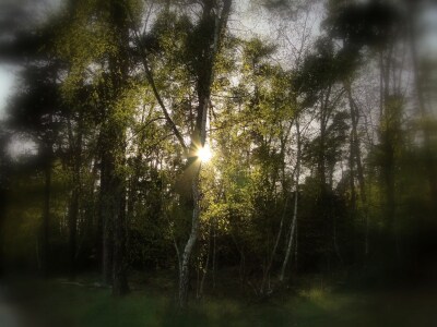 Bild-Nr: 9621960 Waldlichter Erstellt von: Renate Knapp