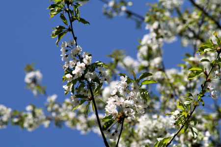 Bild-Nr: 9624590 Kirschblüte Erstellt von: Galerie-Fotoeffekt