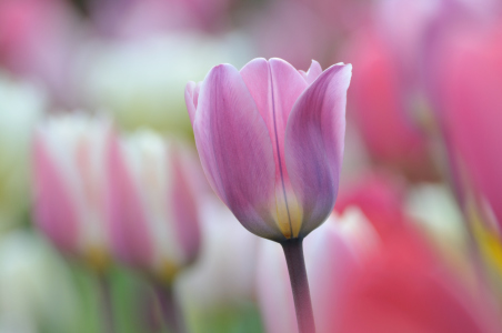 Bild-Nr: 9627562 Pastell Frühling Erstellt von: suteracher