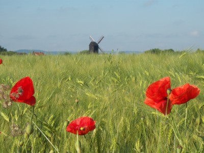 Bild-Nr: 9628892 Idylle im Kornfeld Erstellt von: Biggili