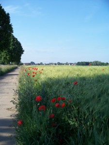 Bild-Nr: 9629768 Radweg am Ortsrand Erstellt von: Biggili