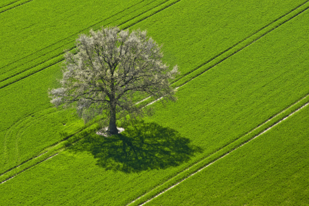 Bild-Nr: 9630760 Baum im Kornfeld Erstellt von: Armin Redöhl