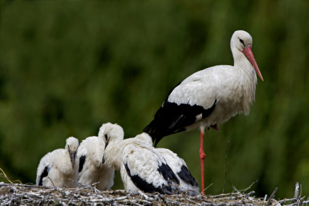 Bild-Nr: 9631460 Familie Storch Erstellt von: Thomas Herzog