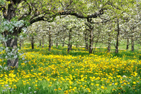 Bild-Nr: 9631802 Obstgarten im Frühling Erstellt von: johafoto