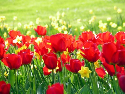 Bild-Nr: 9633230 Frühlingsblumenwiese Erstellt von: Renate Knapp