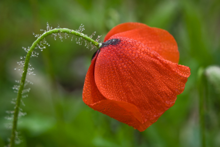 Bild-Nr: 9634810 Mohntau Erstellt von: fotokunst-schmelzer