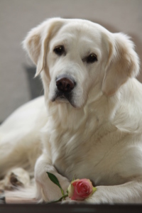 Bild-Nr: 9635040 Golden Retriever (meine Cassy) Erstellt von: andy2902