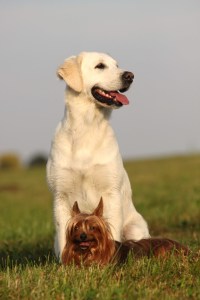 Bild-Nr: 9635044 Golden Retriever Erstellt von: andy2902