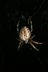 Bild-Nr: 9639572 Gartenkreuzspinne (Araneus diadematus) Erstellt von: tdietrich