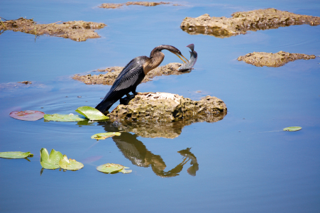 Bild-Nr: 9643510 Anhinga auf Fischfang Erstellt von: Eberhard