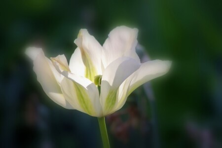 Bild-Nr: 9643544 Tulpenlichter Erstellt von: Renate Knapp