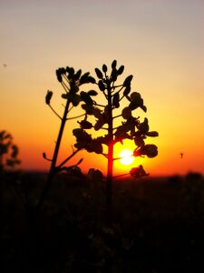 Bild-Nr: 9643774 Raps-Sunset Erstellt von: Marion227