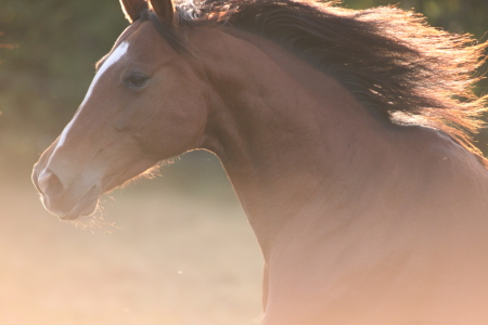 Bild-Nr: 9645140 Araber Mix Erstellt von: andy2902