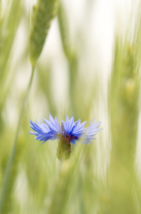 Bild-Nr: 9646310 Kornblume Erstellt von: danielschoenen