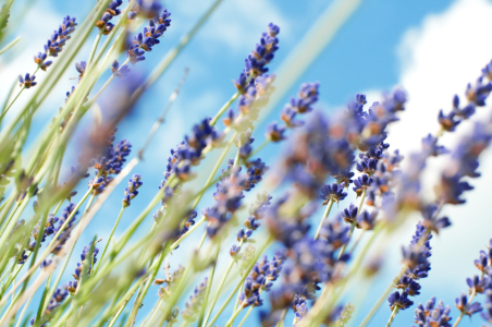 Bild-Nr: 9646368 Lavendel Erstellt von: danielschoenen