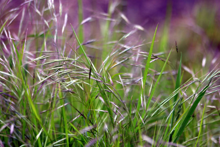 Bild-Nr: 9653638 Natur pur Erstellt von: Renate Knapp