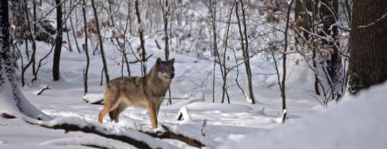 Bild-Nr: 9653866 Wölfe im Wald 1 Erstellt von: pixelschmied