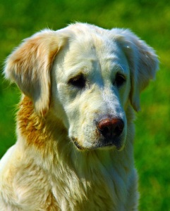 Bild-Nr: 9654360 Golden Retriever Portrait Erstellt von: andy2902