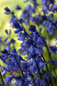 Bild-Nr: 9659984 Blaue Sinfonie Erstellt von: Renate Knapp