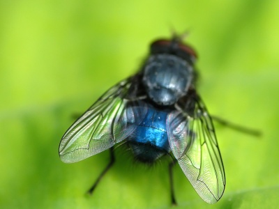 Bild-Nr: 9660078 wings Erstellt von: Birgit Presser