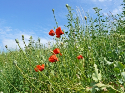 Bild-Nr: 9661844 Mohnblumen Erstellt von: gabii40