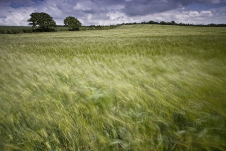 Bild-Nr: 9663876 Weizenfeld in England Erstellt von: fredistoeckl