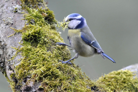 Bild-Nr: 9666010 Blaumeise Erstellt von: mueller54