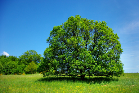 Bild-Nr: 9673364 Alter Baum Erstellt von: gabii40