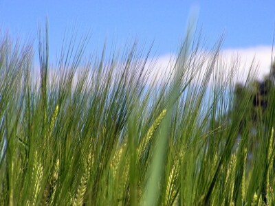 Bild-Nr: 9674120 Sommerwind Erstellt von: Renate Knapp