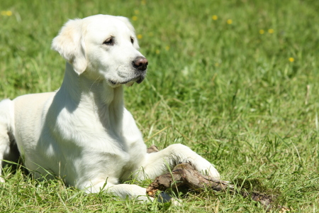 Bild-Nr: 9674876 Golden Retriever Portrait Wiese Erstellt von: andy2902