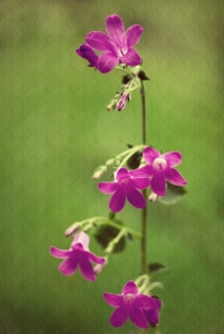 Bild-Nr: 9678960 Glockenblümchen Erstellt von: gabii40