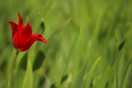 Bild-Nr: 9681206 Lonley tulip Erstellt von: Angela  Dölling