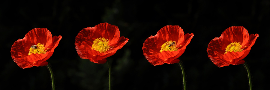 Bild-Nr: 9682414 Mohnblumen Erstellt von: Susann Mielke