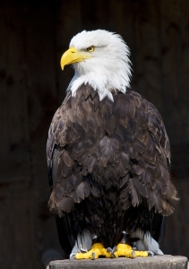 Bild-Nr: 9683506 Weißkopfseeadler Erstellt von: WorldOfArt