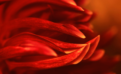 Bild-Nr: 9685892 Dahlienblüte Erstellt von: Atteloi