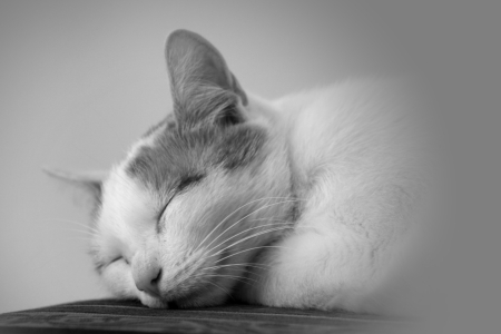 Bild-Nr: 9687996 asleep Erstellt von: Bettina Schnittert