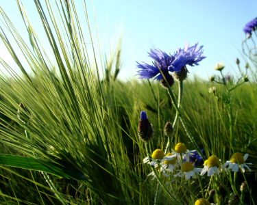 Bild-Nr: 9689948 Feldblumen Erstellt von: yammay