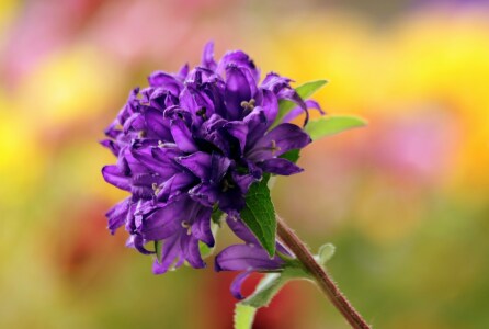 Bild-Nr: 9690430 Knäuelglockenblume Campanula glomerata Erstellt von: Renate Knapp