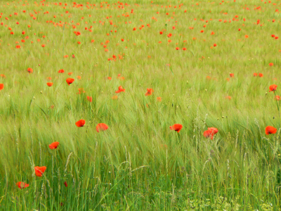 Bild-Nr: 9693758 Mohn Erstellt von: DerScheinriese