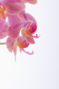 Bild-Nr: 9695716 Orchidee Erstellt von: Macrolia