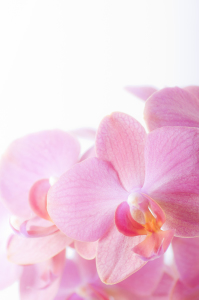 Bild-Nr: 9695730 Orchidee Erstellt von: Macrolia